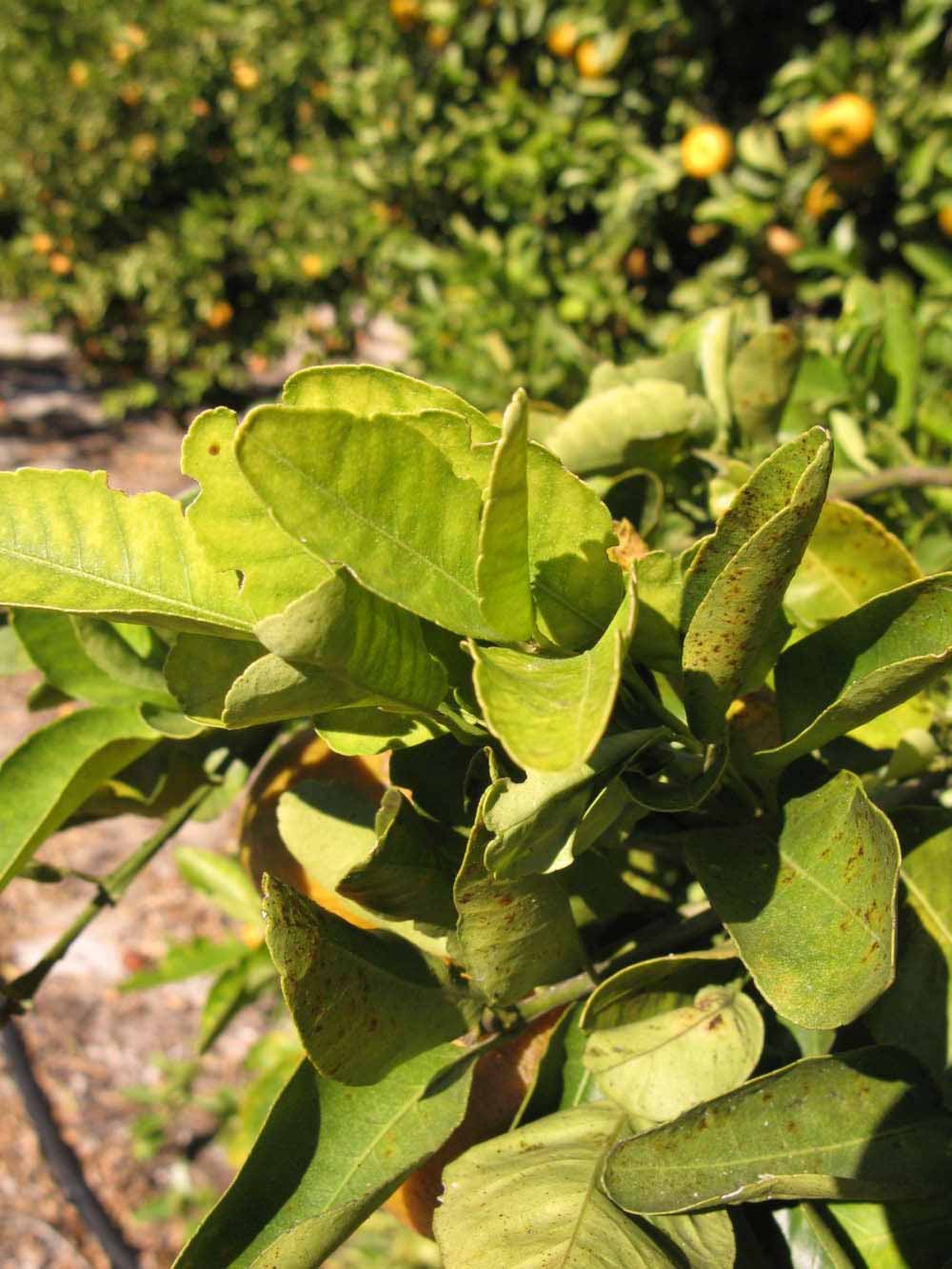            Sun leaves (Winter Haven, FL)   